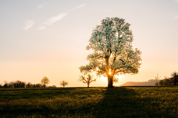 Fototapeta na wymiar wonderful spring sunrise with a giant pear tree in Baselland