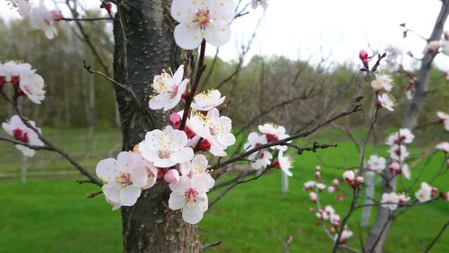 Fruit tree branch with blossom, soft focus background 