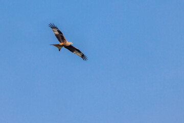 Red kite (Milvus milvus) flying in blue sky