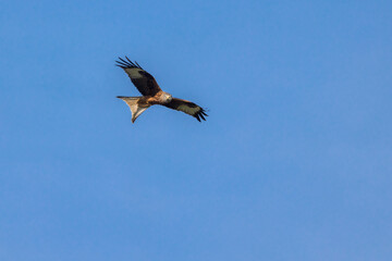 Red kite (Milvus milvus) flying in blue sky