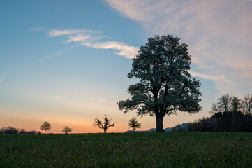 Obraz premium spring sunrise with a giant pear tree in bloom