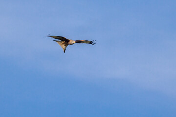 Red kite (Milvus milvus) flying in blue sky