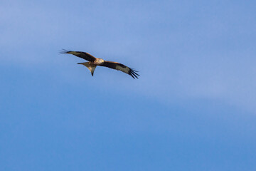 Red kite (Milvus milvus) flying in blue sky