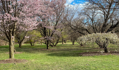 Spring Walk in the Arboretum