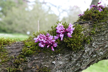 Kauliformer Blütenstand des Kanadischen Judasbaumes