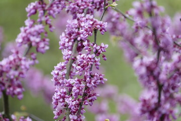Blühende Äste und Zweige eines Kalifornischen Judasbaumes