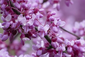 Nahaufnahme der Blüten des Kalifornischen Judasbaumes.