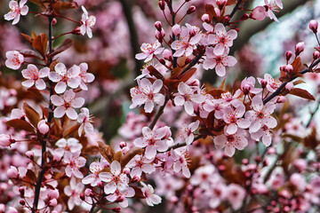View of branches of pink sakura tree in the spring