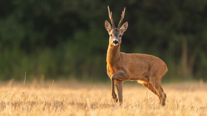 Naklejka na ściany i meble Side view of a roe deer, capreolus capreolus, buck with large antlers looking into camera in morning. Male mammal with brown fur illuminated by morning sun on agricultural field.