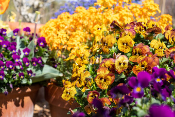 Terracotta flower pot filled with striped amber and yellow viola cornuta flowers by the name of Tiger Eye. Photographed at a garden in Wisley, near Woking in Surrey UK.