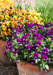 Flower pots filled to overflowing with colourful viola cornuta flowers. Photographed at a garden in Wisley, near Woking in Surrey UK.