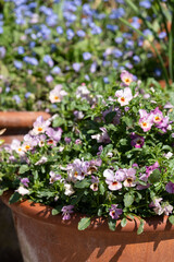 Fototapeta na wymiar Flower pots filled to overflowing with colourful pink purple viola cornuta flowers. Photographed at a garden in Wisley, near Woking in Surrey UK.
