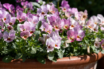 Flower pots filled to overflowing with colourful pink purple viola cornuta flowers. Photographed at...