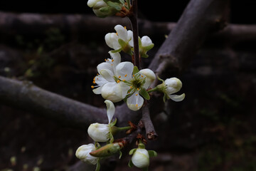Obstbaum, Obstbaumbl&uuml;te, Zwetschge, Pflaume, Bl&uuml;te, Fr&uuml;hling