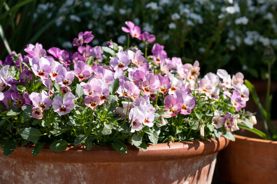 Flower pots filled to overflowing with colourful pink purple viola cornuta flowers. Photographed at a garden in Wisley, near Woking in Surrey UK.