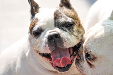 Obraz premium dog or french bulldog, French bulldog.