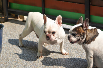 dog or french bulldog, two dogs