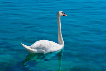 Beautiful Swan on a blue water. White swan on calm blue water. White large waterfowl on the water.