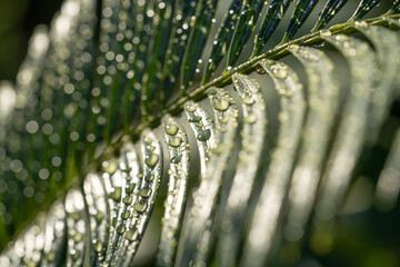 Close up of a palm tree leaves with rain drops all over it - Powered by Adobe