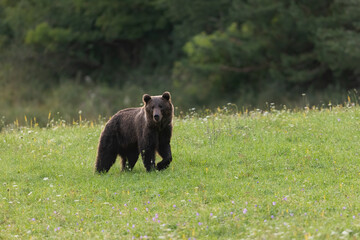 Massive brown bear, ursus arctos, looking into the camera on open clearing in summer forest. Strong animal with green trees in background. Mammal in wilderness early in the morning.