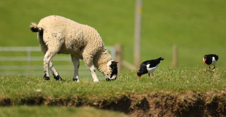 Lamb and Oyster Catchers