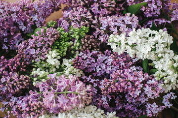 Beautiful lilac flowers on wooden background top view. Colorful purple and white lilac branches on rustic table. Spring countryside still life, floral image. Happy mothers day