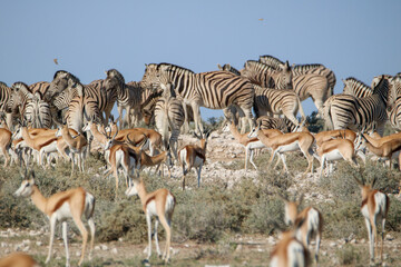Abundance of Springbok and Zebra at a waterhole in Etosha National Park, Namibia