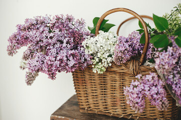 Beautiful lilac flowers in wicker basket on wooden chair.  Spring rustic still life on rural background. Purple and white lilacs, floral composition in home. Mothers day or wedding