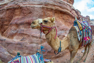 Camels resting in Petra Jordan