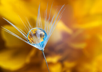 a dewdrop on a dandelion grain on a yellow flower background macro photography