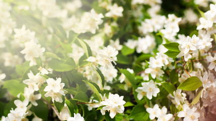 Spring natural background with blooming jasmine bush and sunbeams. Bright sunny day. Place for your text. Selective focus.