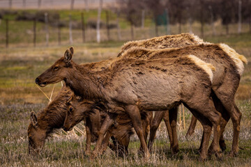 Elk herd