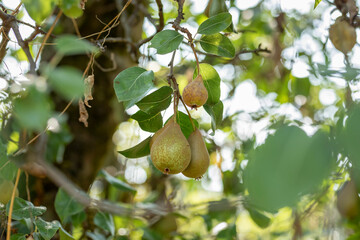 Pears hanging on a tree branch outdoors