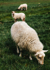 Schafe beim grasen