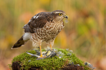 Successful hunt of a eurasian sparrowhawk, accipiter nisus, in autumn nature. Quick bird predator standing on its prey in forest. Feathered animal with sharp beak and intense look.