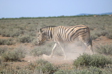Fototapeta na wymiar Zebra walking in the dust in Etosha National Park, Namibia