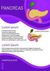 Design template for medical brochure or poster. Smooth purple lines and text. Realistic pancreas. Vector illustration