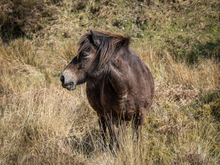 Exmoor pony grazing on the moor.