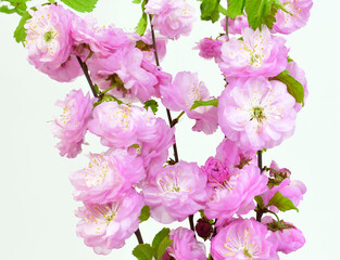 Branches with pink flowers isolated on a white background. Prunus triloba blossom ( flowering plum, flowering almond). 