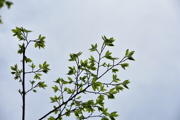 新緑の季節　若葉と青空