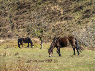 Fototapeta na wymiar Two Exmoor ponies grazing on the moor.