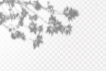 Realistic shadow of tropical leaves or branches on transparent checkered background. The effect of overlaying shadows. Natural light layout.