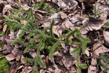 Lycopodium clavatum - perennial, evergreen plant growing in the forests of Eurasia.  is a medicinal plant. Near Warsaw (Poland)