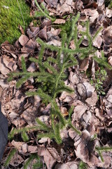 Lycopodium clavatum - perennial, evergreen plant growing in the forests of Eurasia.  is a medicinal...