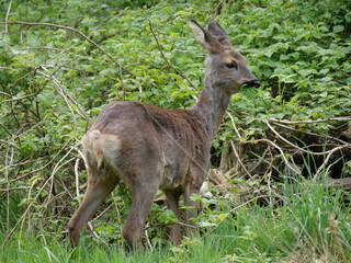 moulting roe deer in late spring 