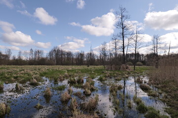 Spring awakening of European swamps. Near Warsaw (Poland).