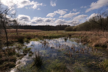 Spring awakening of European swamps. Near Warsaw (Poland).