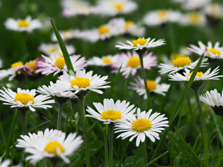 Gänseblümchen © Pixelmixel