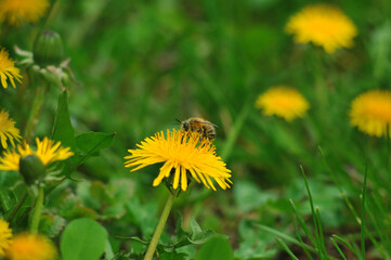 Honey bee is sitting on the yellow dandelion flower and eating nectar. Insects photos outdoors .Close up photo. Free copy space. Healthy and medicine concept