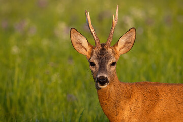 Detail of roe deer, capreolus capreolus, looking on green meadow in summer. Male mammal staring on field in close up. Portrait of antlered animal watching on grass.